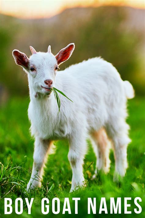 name of a young goat